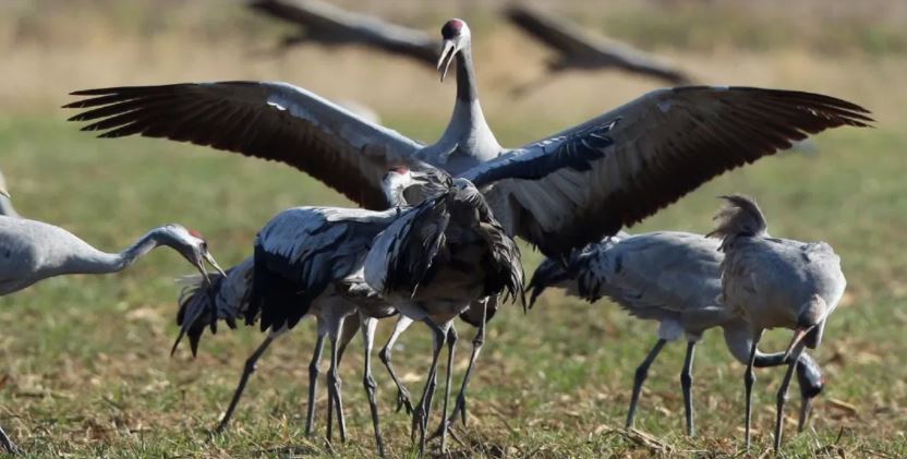 Más de 500 especies de aves migratorias llegan a la Península de Yucatán