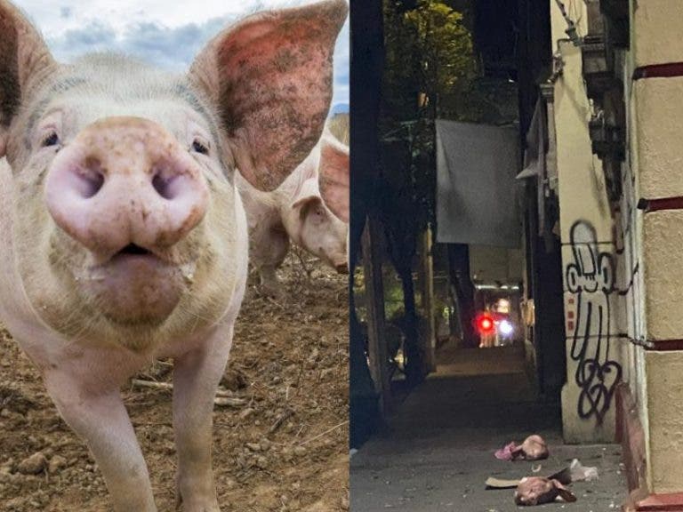 Arrojan cabezas de cerdo y vandalizan sede de Morena en CDMX