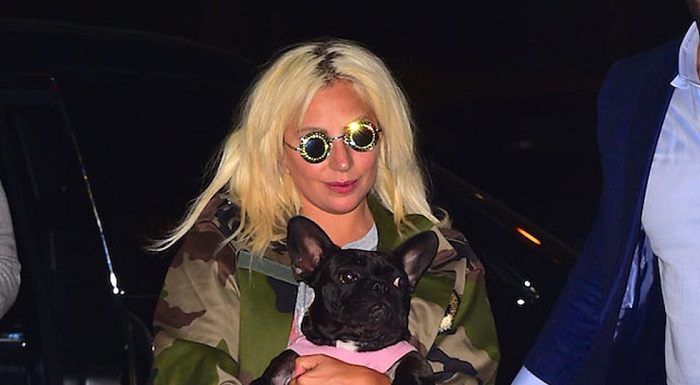 Secuestran a perros de Lady Gaga y piden recompensa para devolverlos