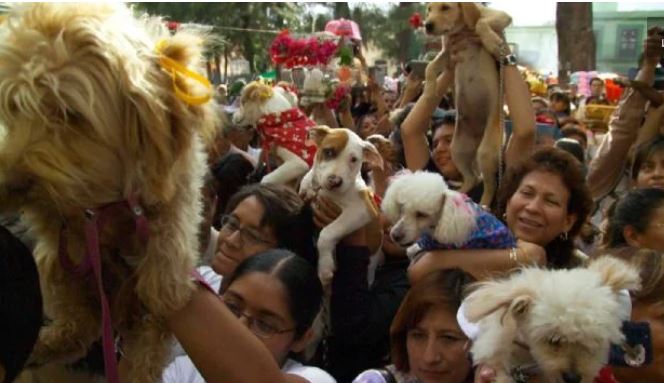 Poco ayudan las mascotas a las personas con enfermedades mentales graves