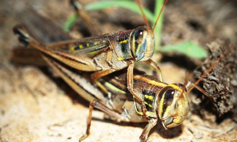 Haz insecticida casero para eliminar grillos con solo 2 ingredientes de cocina