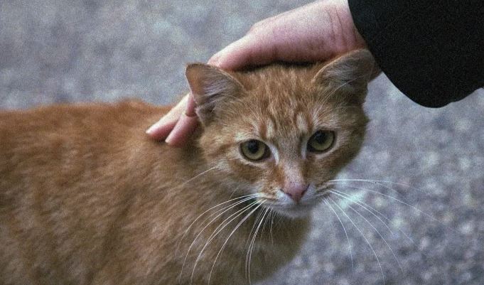 ¿Es bueno o malo acariciar a los gatos?