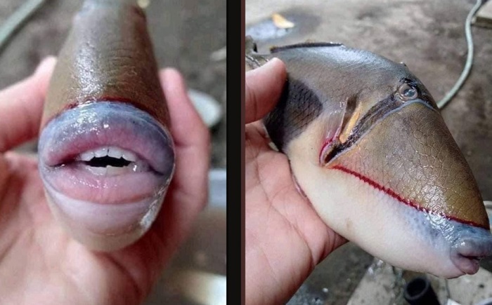 Descubren raro pez con labios y dientes humanos