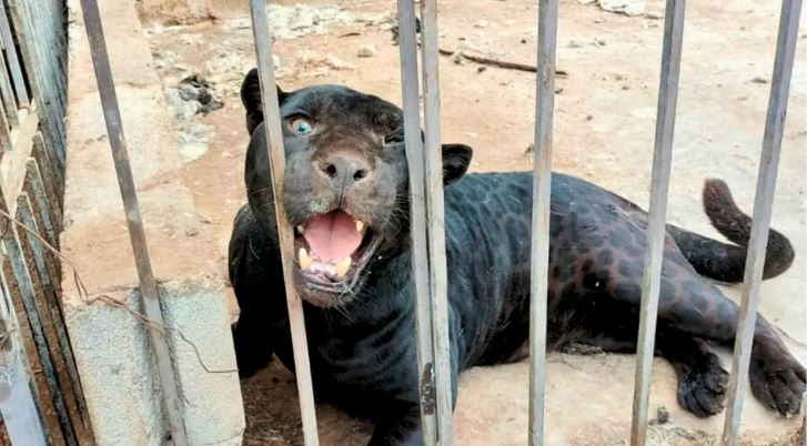 Aseguran a jaguar que atacó a niña en rancho de Chihuahua