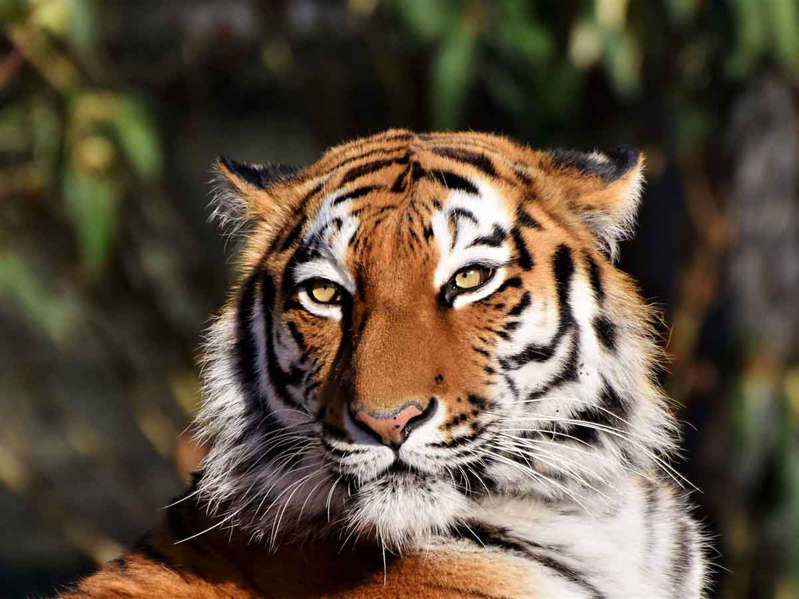 Chile: Tigre mata a trabajadora del zoológico