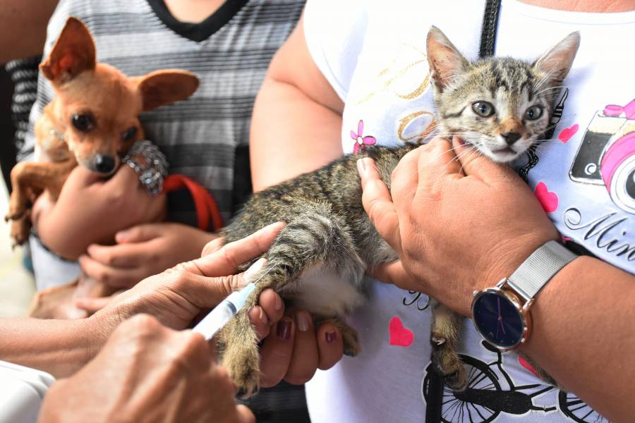 SSY lanza campaña de vacunación antirrábica para perros y gatos, previa cita