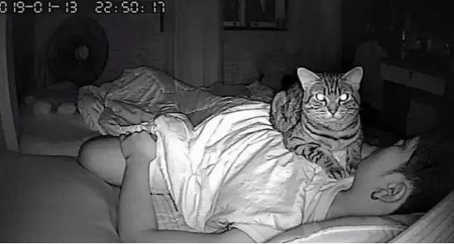 Con cámara oculta, descubre que su gato aprovecha la noche ¡para asfixiarlo!