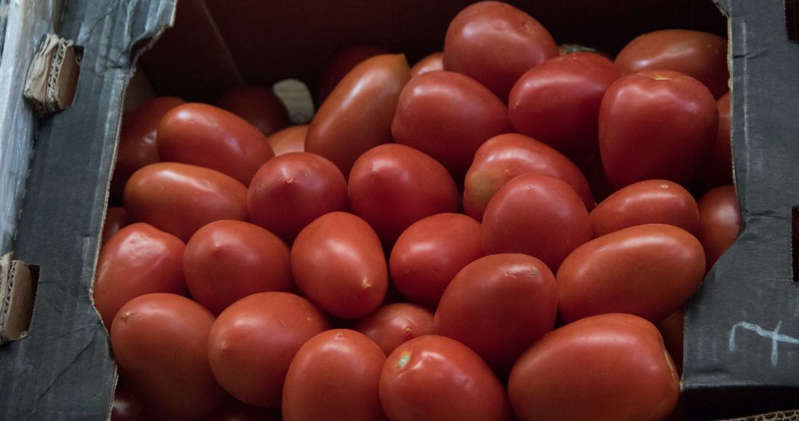 EE.UU. frena compras de tomate a productora mexicana por trato abusivo de trabajadores