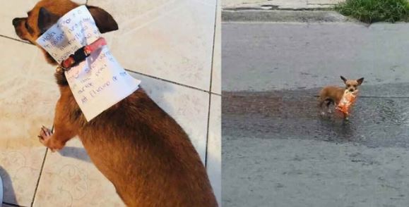 Para evitar contagio manda a su perrita a la tienda por unos cheetos