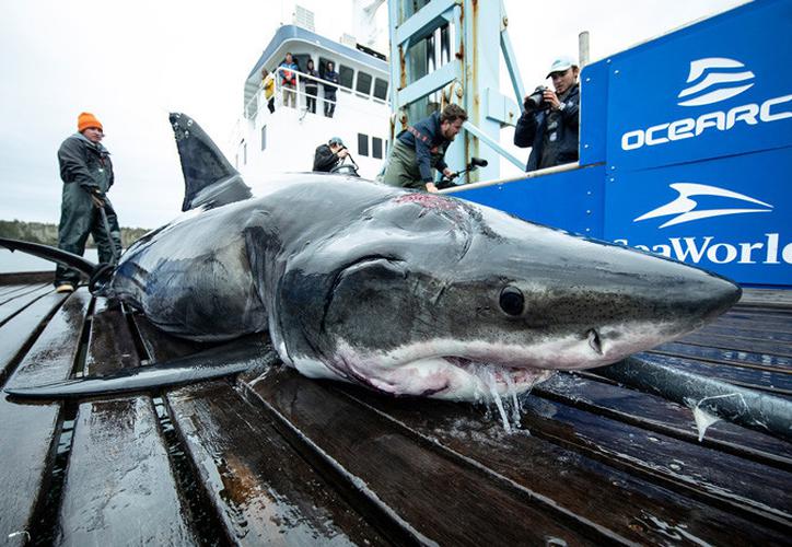 Hallan a un tiburón con mordeduras en la cabeza