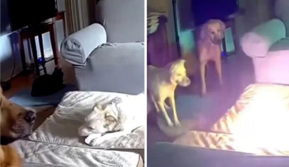 EE.UU.: Perrito causa incendio en casa tras morder batería de litio