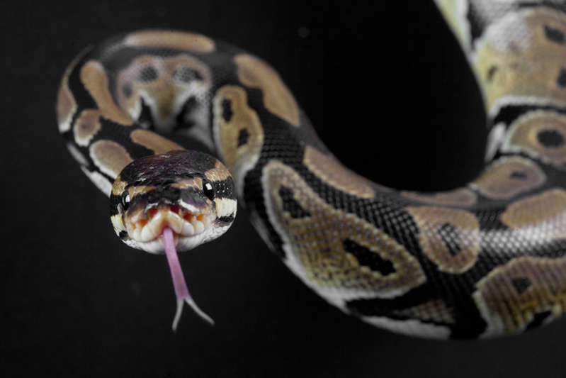 Brasil: Identifican sustancia en veneno de serpiente que frena la covid-19