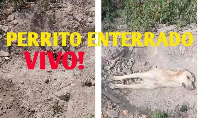 Puebla: En Tehuacán rescatan a un perro que fue enterrado vivo