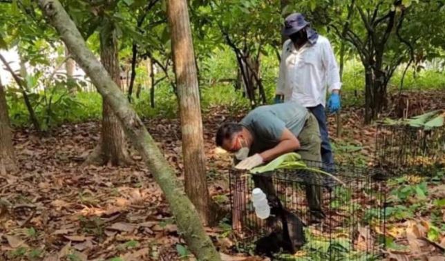 Mueren 217 monos saraguato por ola de calor