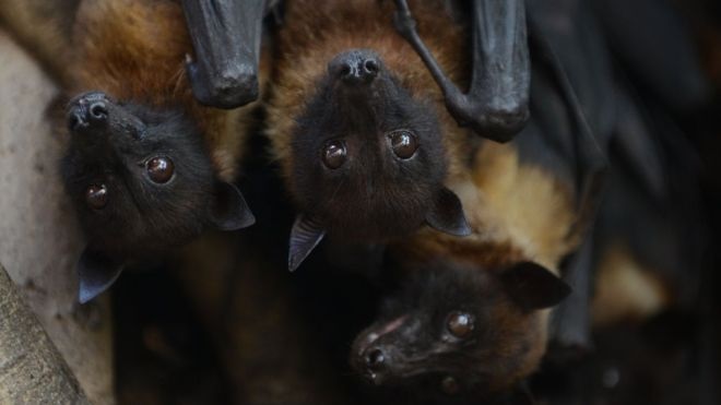 Descubren que el SARS-CoV-2 vive con los murciélagos desde hace 70 años