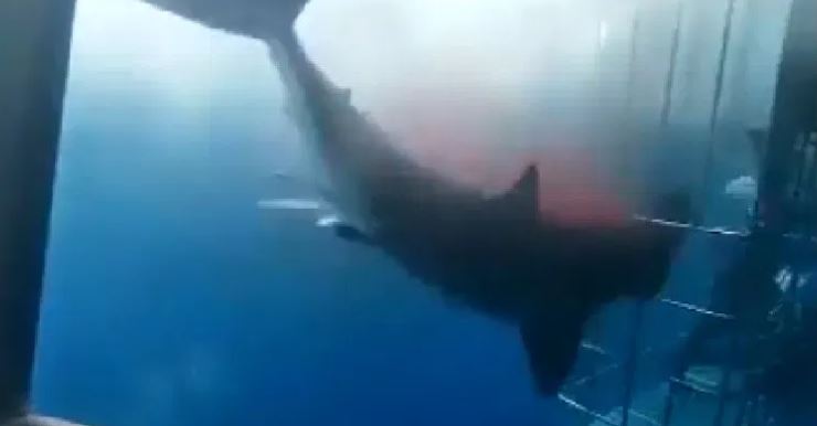 Nautilus responde sobre muerte de un tiburón blanco en jaula para turistas