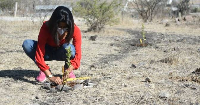 Plantan en Querétaro árboles en memoria de mujeres víctimas de feminicidio