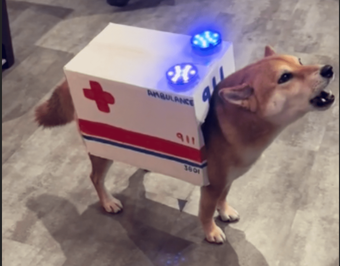 Perrito sorprende a las redes con su disfraz de ambulancia en Halloween