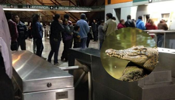 ¡Insólito! Hallan cocodrilo en Línea B del Metro