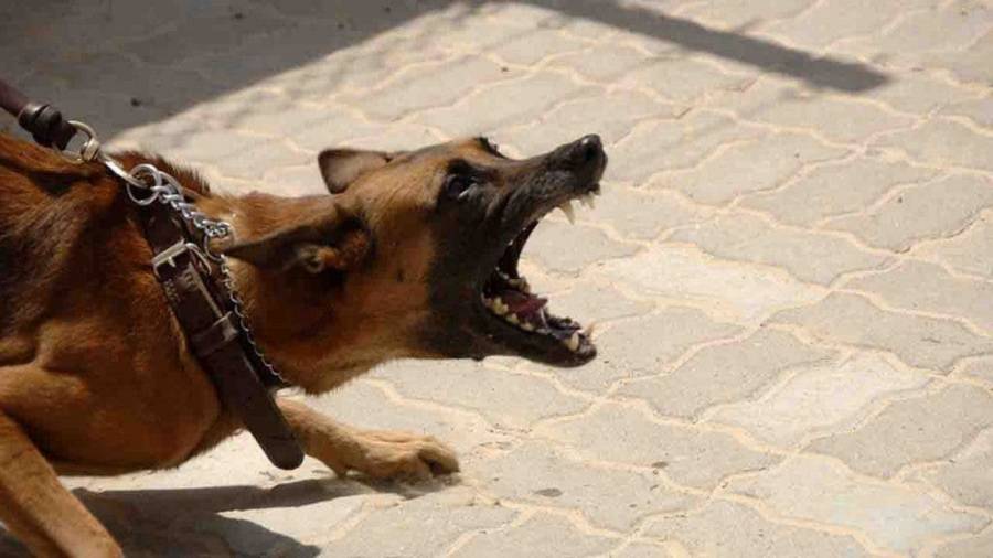 Dos hombres fueron atacados por sus perros en Kanasín y la Col. Maya