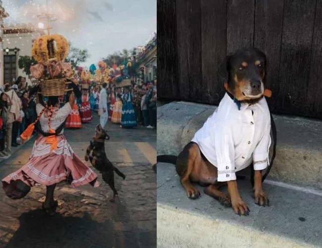La Guelaguetza tendrá invitado de lujo: 'Mazapán' el perrito bailarín