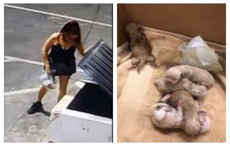 (VÍDEO) Mujer tira una bolsa con 7 perritos al basurero... creyó que no la verían