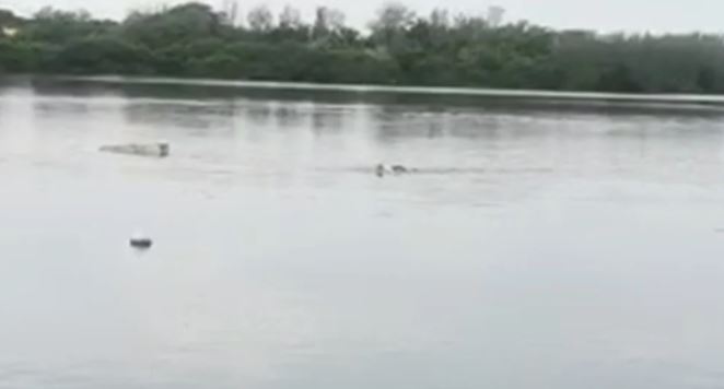 Hombre entra a nadar a una laguna y es atacado por un cocodrilo en Tampico