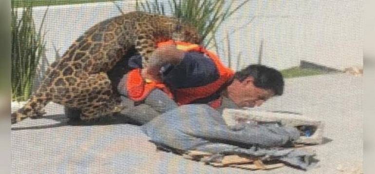 Sin llegar a acuerdos dueña del jaguar y víctima del ataque: Fiscalía