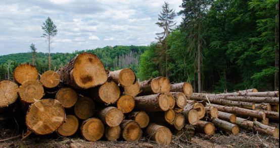 México no firmó el compromiso entre más de 100 países contra la deforestación