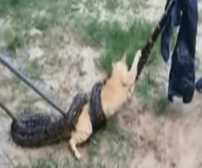 (Vídeo) Rescatan a un gato atrapado por una serpiente
