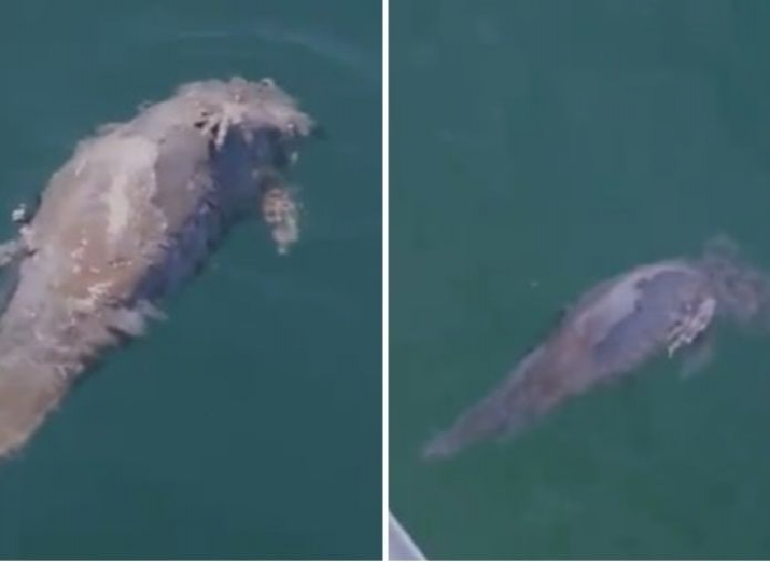 Hallan vaquita marina muerta en el Golfo de California