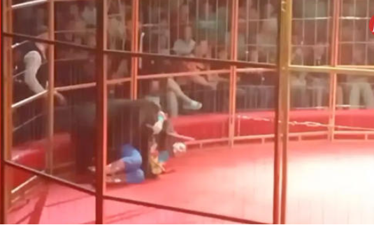 Oso ataca a su entrenador durante función de circo en Rusia; "el show siguió"