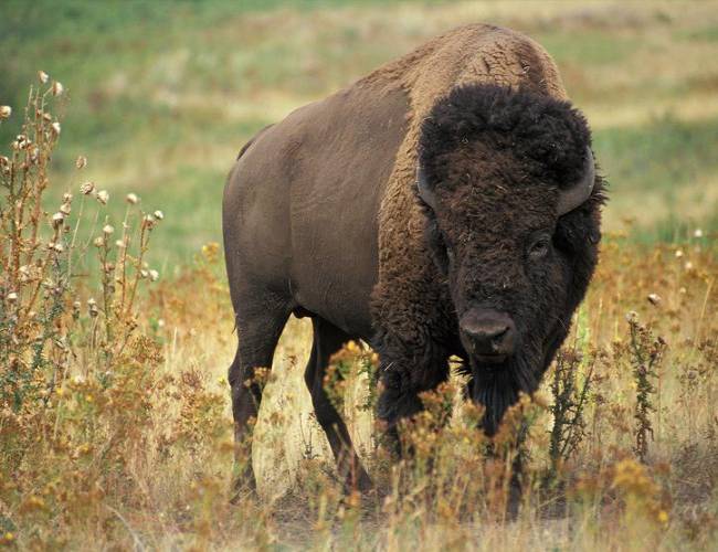 ¿Mala suerte? Pareja es corneada por un bisonte en distintas ocasiones