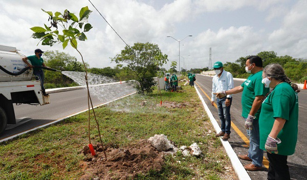 Ya se plantaron 16,000 árboles en diferentes zonas de Mérida y sus comisarías