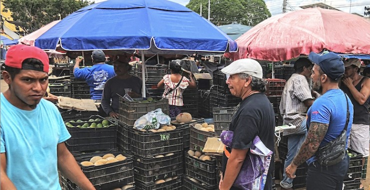 Precio del limón se desploma y la naranja dulce saca la casta