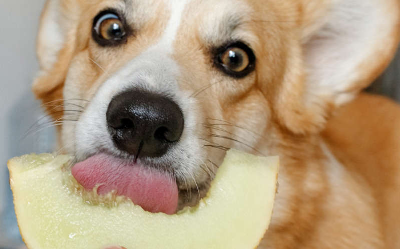 Las frutas y verduras que puede comer tu mascota ¡Agrégalas a su dieta!