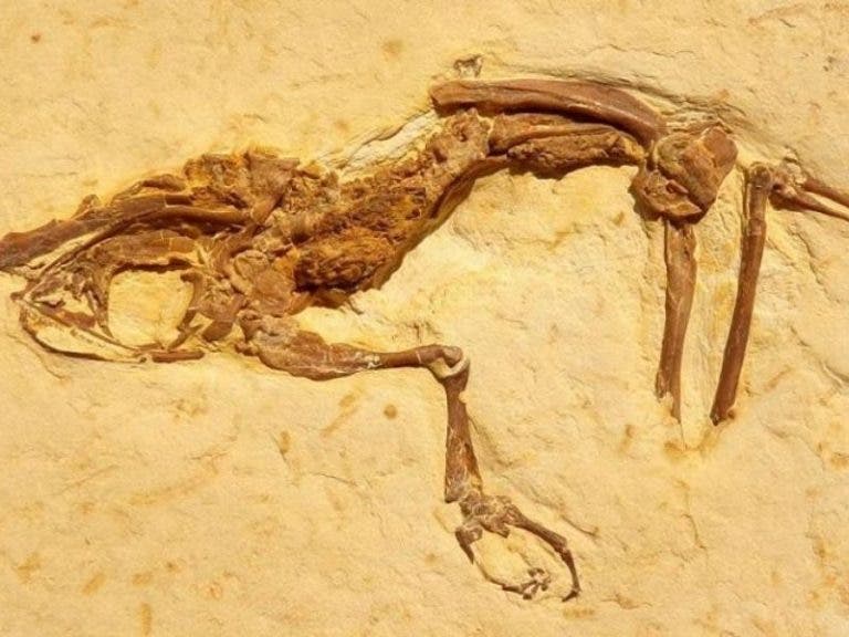 Hallan especie de rana de hace 119 millones de años del periodo cretácico