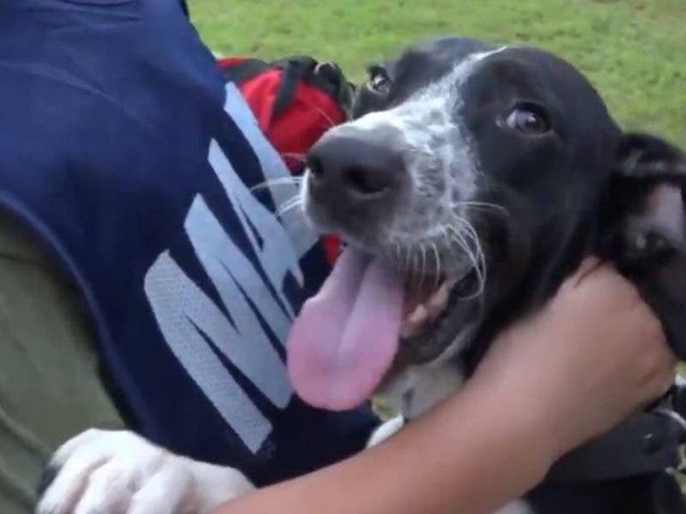 Otro perrito es rescatado por la Marina de las inundaciones en Tabasco