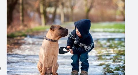 Juntar a niños en situación de riesgo con perros puede mejorar vidas