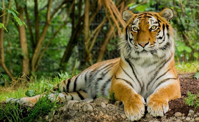 Celebran nacimiento de tigre durante pandemia y le ponen Covid