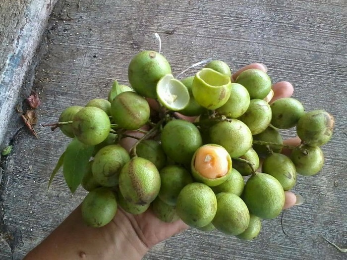 Kinchil: Cayó de un árbol de huaya de 4 metros de alto; las bajaba para vender