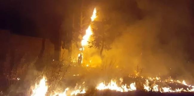 Edomex: Incendio en refugio de animales deja a más de 300 atrapados