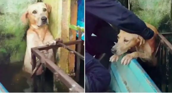 VIDEO: Perrito es rescatado en calles inundadas de Tabasco