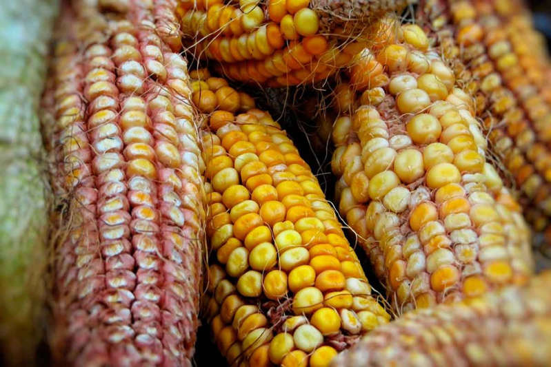 Precio del maíz es 105% más caro que en 2020