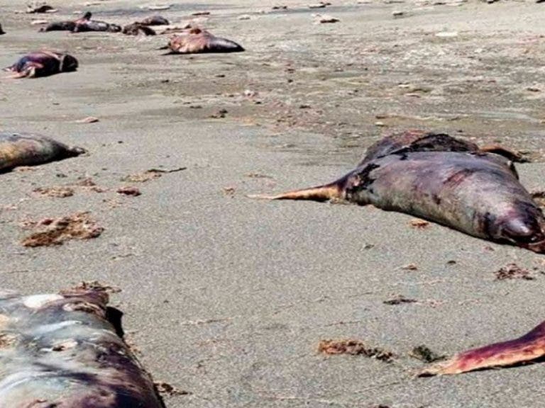 Encuentran 150 cadáveres de lobos marinos en Baja California Sur