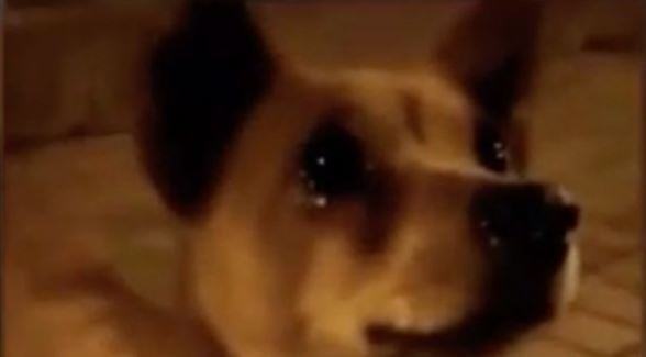 VIDEO: Perrito llora al recibir comida de una joven en China