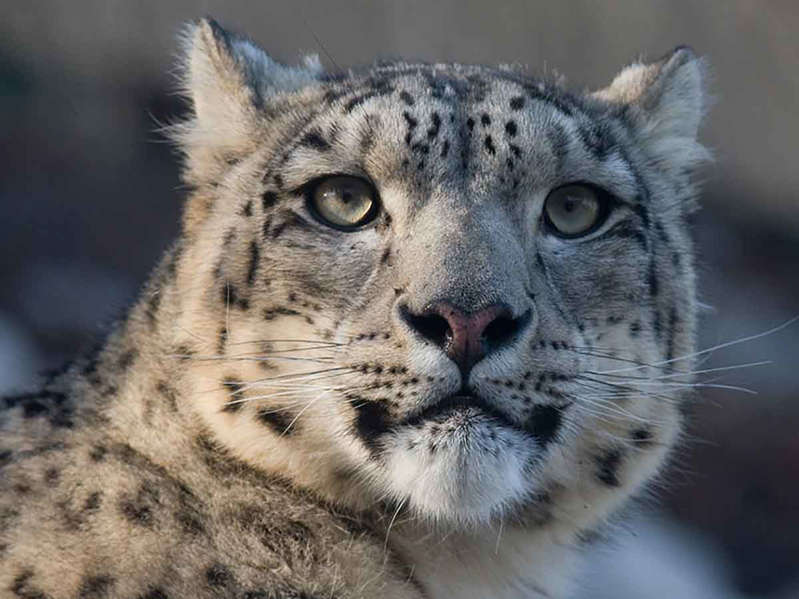 Muere leopardo en zoológico de EE.UU.; tenía síntomas de Covid