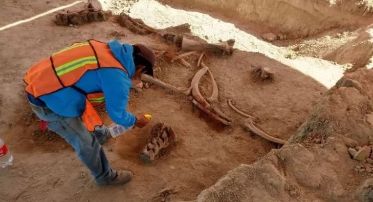 Ni restos de mamuts de 15,000 años frenan trabajos de aeropuerto Santa Lucía