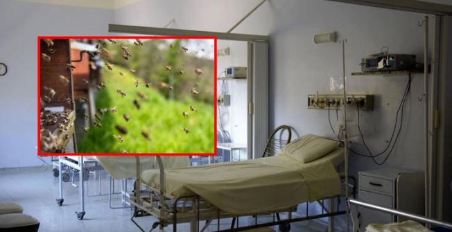 Sinaloa: Hospitalizan a abuelo tras ataque de enjambre de abejas