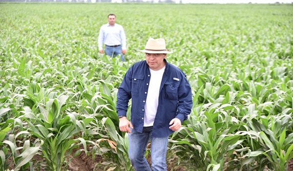 Científicos mexicanos revolucionan la producción de maíz en el mundo